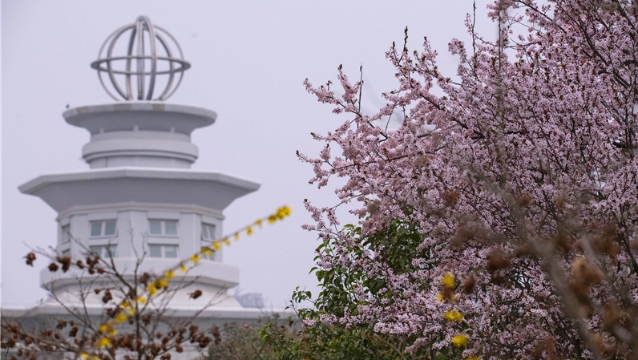 陽春三月，踏青賞花正當(dāng)時(shí)