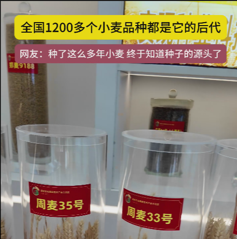 周口國(guó)家農(nóng)高區(qū)展示的種子資源，全國(guó)1200多個(gè)小麥品種都是它的后代!